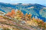 October Carpathian mountain Borghava plateau with first winter snow and autumn colorful bilberry bushes