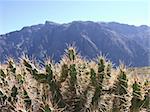 The prickly cacti in focus in the foreground contrast sharply with the faraway mountain range in the background.