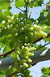 grapes in grapes farm