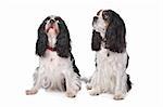 Two Cavalier King Charles Spaniels in front of white background