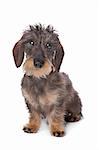 miniature wire-haired dachshund in front of a white background.