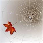 Autumn background with spider web with transparent shining water drops.