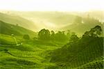 Tea plantation in  morning view, cameron highland malaysia