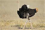 Male Ostrich (Struthio camelus), Kalahari desert,South Africa