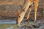 Female Nyala antelope (Tragelaphus angasii) drinking water, Mkuze game reserve, South Africa