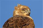 Portrait of a Tawny eagle (Aquila rapax), South Africa
