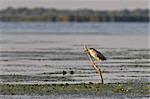 black crowned night heron (nycticorax nycticorax) on lake. Danube Delta, Romania
