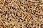 Detail of dried hay with cereals and other meadow plants as a livestock feed