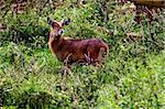 The Antelope in the Masai Mara park