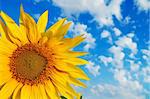 part of sunflower with cloudy sky over it