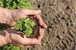 hands holding a young sapling, caring for plants