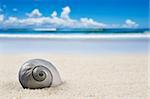 a Beautiful perfectly shaped sea shell on the beach