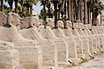 Row of ancient sphinxes at Luxor temple in Egypt