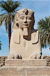 Ancient sphinx at the entrance to Luxor temple in Egypt