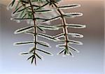 Close up of juniper needles with ice crystals