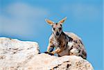 endangered yellow footed rock wallaby in the wild