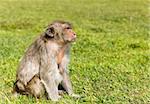 Macaque monkey sitting on green grass