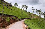 Shot of the countryside with tea plants and path