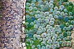 Cobbled road and green plants pattern in San Giorgio Castle in Lisbon, Portugal