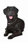 black Labrador in front of a white background