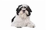 Shih Tzu dog in front of a white background