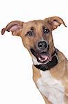 mixed breed dog in front of a white background