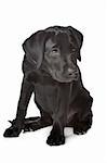 Black Labrador puppy,14 weeks old, in front of a white background