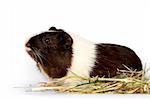 guinea, pig, pet, animal, cute, mammal, isolated, white, fur, domestic, rodent, brown, adorable, on, one, small, image, pets, horizontal, color, furry, animals, tame, hairy, full, nose, close-up, happy, curiosity, funny, face, hair, silly, exotic, food, multicoloured, eyes, squeak, claws