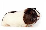 guinea; pig; pet; animal; cute; mammal; isolated; white; fur; domestic; rodent; brown; adorable; on; one; small; image; pets; horizontal; color; furry; animals; tame; hairy; full; nose; close-up; happy; curiosity; funny; face; hair; silly; exotic; food; multicoloured; eyes; squeak; claws