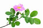 Single branch of dog rose with leaf, flower and berry. Isolated on white background. Close-up. Studio photography.