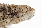 Portrait of a dwarf African Chameleon (Bradypodium karrooicum) on white