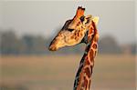 Portrait of a giraffe (Giraffa camelopardalis) in early morning light, South Africa