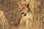 Young lion cub (Panthera leo), Kalahari desert, South Africa