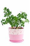 Fresh parsley in the pink pot, isolated on the white