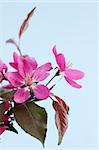 Branch of wild apple tree with the violet flowes