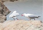 A Red-Billed Gull tries to chase away a competitor on a shore in New Zealand