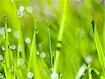 An abstract green grass background with drops of water