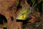 Yellow Fire Mouth (Thorichthys passionis) - Male