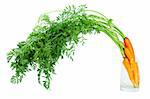 Bunch of fresh carrots in glass with water on white background