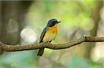 beautiful male hill blue flycatcher (Cyornis banyumas)