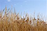 meadow landscape. summer nature backgrounds