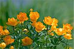 Orange flowers Trollius Asiaticus