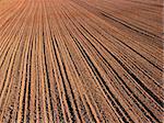 ploughed field in autumn