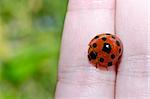 ladybug in hand and in the nature