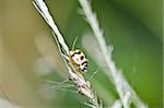 ladybug in the green nature or in the garden