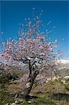 Flowering almond tree in a snowed mountain landscape