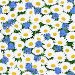 Seamless pattern with camomiles and cornflower background