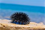 Sea urchin on rock with sea background