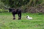 foal resting beside its mother in front of a wooded meadow in tipperary ireland