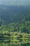 Forest reflected in lake, natural background, national park of Biogradska Gora, Montenegro